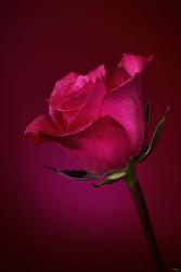 Red Rose On Red Glow | Obraz na stenu