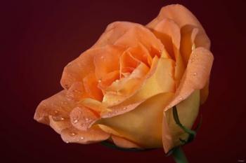 Orang Rose On Red Glow Closeup | Obraz na stenu
