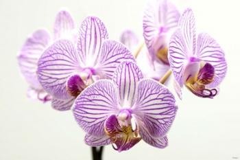 Orchid 1 | Obraz na stenu
