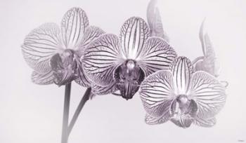 Orchid 4 BW | Obraz na stenu