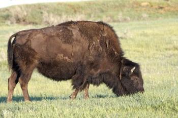 Bison of the Badlands 1 | Obraz na stenu