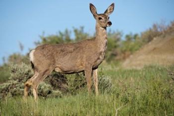 Mule Deer of the Badlands 1 | Obraz na stenu