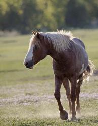 Mustangs of the Badlands 14 | Obraz na stenu