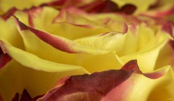 Yellow and Red Rose 1 | Obraz na stenu