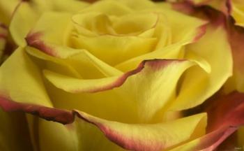 Yellow and Red Rose 2 | Obraz na stenu