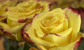 Yellow and Red Rose 3 | Obraz na stenu