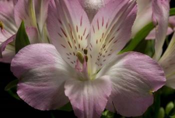 Pink Alstroemerias 1 | Obraz na stenu