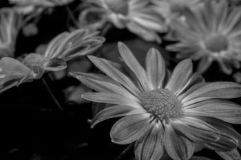 Pink Daisies B&W 1 | Obraz na stenu