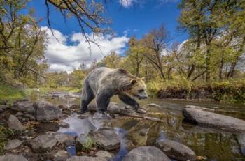 Grizzly Bear Creek | Obraz na stenu
