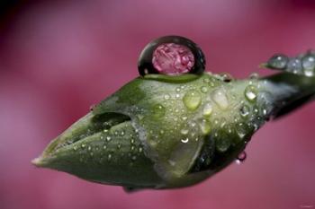 Dew Drops Macro 4 | Obraz na stenu