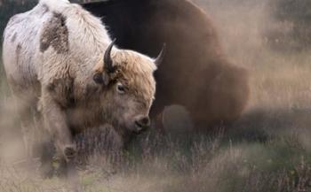 White Buffalo | Obraz na stenu