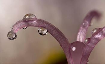 Water Drops 5 | Obraz na stenu