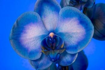 Red, White and Blue Orchid 4 | Obraz na stenu