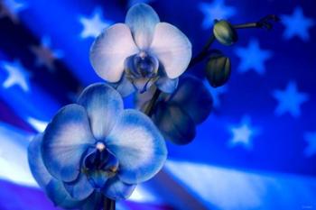 Red, White and Blue Orchid 9 | Obraz na stenu