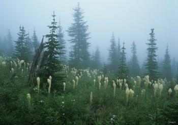 Misty Green Trees And Field I | Obraz na stenu