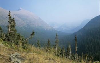 Blue Mountains And Plush Evergreens | Obraz na stenu