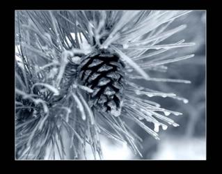 Ice Pine Cone 2 | Obraz na stenu