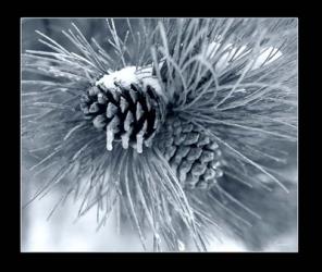 Ice Pine Cone 3 | Obraz na stenu