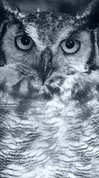 Owl | Obraz na stenu