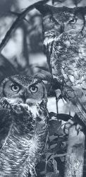 Owls | Obraz na stenu