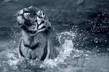 Tiger Splash | Obraz na stenu