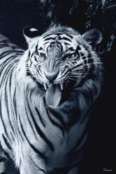 White Tiger 2 | Obraz na stenu