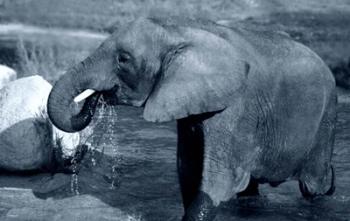 African Elephant | Obraz na stenu