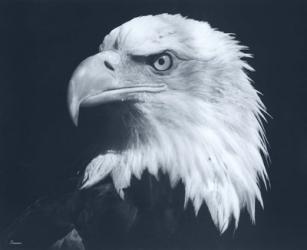 Bald Eagle 3 | Obraz na stenu