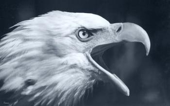 Bald Eagle 4 | Obraz na stenu