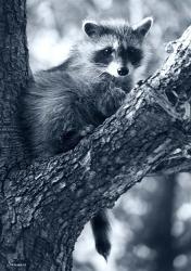 Raccoon | Obraz na stenu