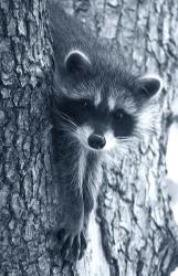 Raccoon 3 | Obraz na stenu