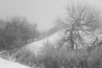 Winter Snow And Brush I | Obraz na stenu