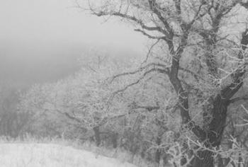Winter Snow And Trees 2 | Obraz na stenu