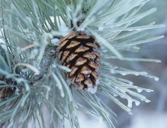 Frosted Pine Cone And Pine Needles I | Obraz na stenu