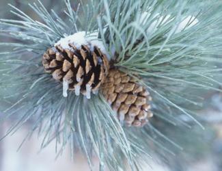 Frosted Pine Cone And Pine Needles II | Obraz na stenu