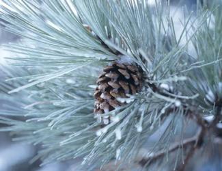 Frosted Pine Cone And Pine Needles III | Obraz na stenu