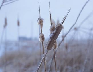 Frosted Cattails I | Obraz na stenu