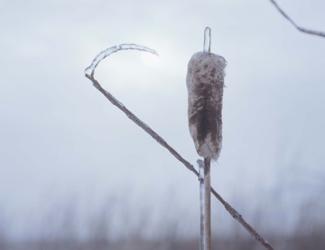 Frosted Cattails II | Obraz na stenu