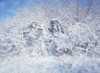 Snow Terrain Tree I | Obraz na stenu