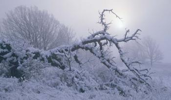 Snow Terrain Tree II | Obraz na stenu