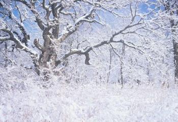 Snow Terrain Tree IV | Obraz na stenu