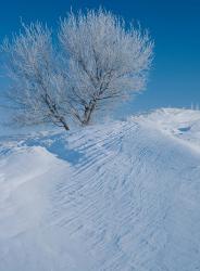 Snow Terrain Tree V | Obraz na stenu