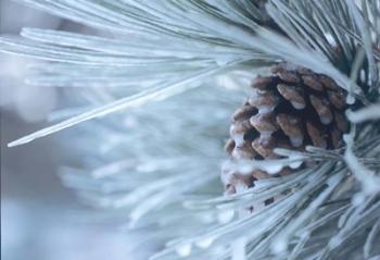 Frosted Pine Cone And Pine Needles IV | Obraz na stenu