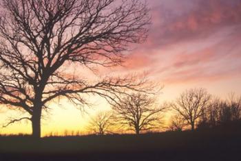 Sunset And Tree Silhouettes I | Obraz na stenu