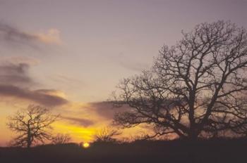 Sunset And Tree Silhouettes II | Obraz na stenu