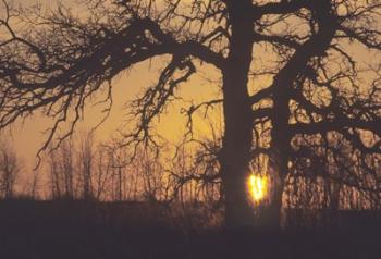 Sunset And Tree Silhouettes III | Obraz na stenu
