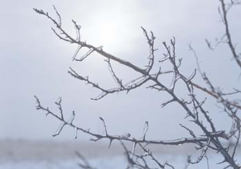 Blue Sky And Frosted Branch I | Obraz na stenu