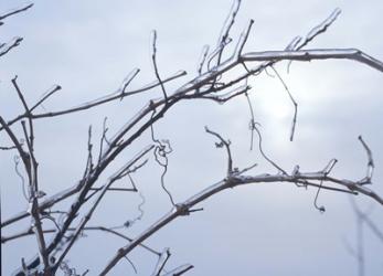 Blue Sky And Frosted Branch II | Obraz na stenu