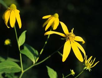 Yellow Blooming Flowers And Stem | Obraz na stenu