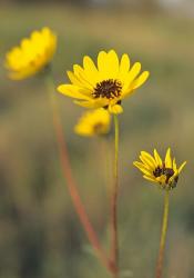 Yellow Blooming Flower Trio | Obraz na stenu